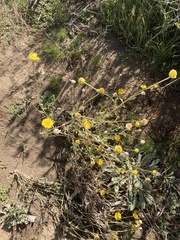 Baileya multiradiata