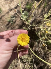 Baileya multiradiata