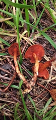 Cortinarius quercoarmillatus