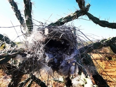 Campylorhynchus brunneicapillus