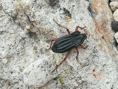 Epipedonota nitida