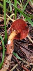 Cortinarius quercoarmillatus