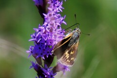 Hesperia meskei straton