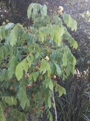 Pararchidendron pruinosum