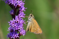 Hesperia meskei straton