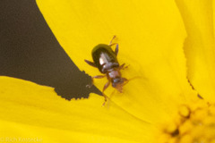 Luperaltica semiflava