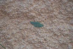 Chlorochlamys phyllinaria