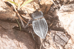 Stenomorpha opaca