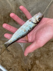 Semotilus corporalis