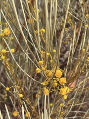 Acacia gilesiana