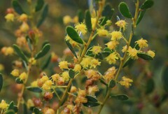 Acacia buxifolia