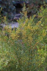 Acacia buxifolia