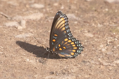 Limenitis arthemis arizonensis