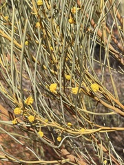 Acacia gilesiana