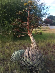 Agave parryi parryi