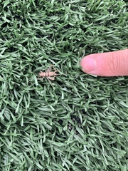 Gryllodes sigillatus