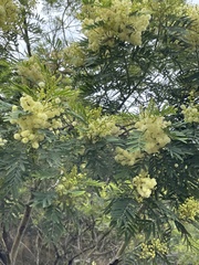 Acacia irrorata