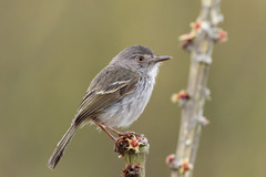 Hemitriccus margaritaceiventer