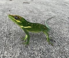 Anolis equestris