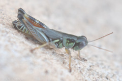 Phoetaliotes nebrascensis