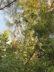 Cyanocorax yucatanicus