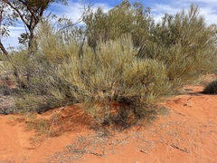Acacia gilesiana