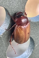 Melolonthinae