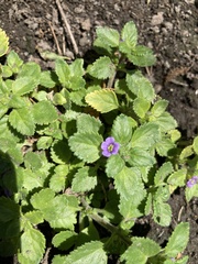 Stemodia verticillata