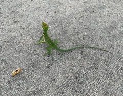 Anolis equestris