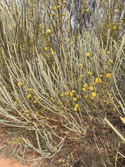 Acacia gilesiana
