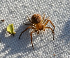 Xysticus