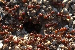 Pogonomyrmex barbatus