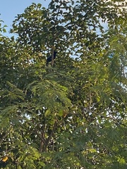 Cyanocorax yucatanicus