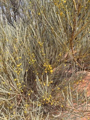 Acacia gilesiana