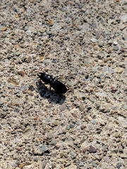 Scarites subterraneus