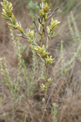 Artemisia caerulescens gallica