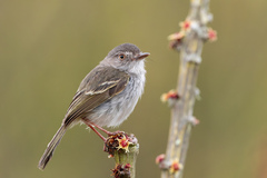 Hemitriccus margaritaceiventer