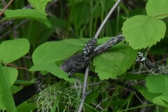 Rhionaeschna californica