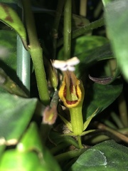 Aeschynanthus longicaulis