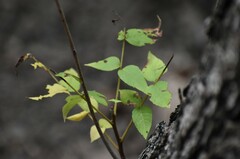 Juglans major