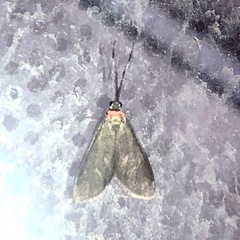 Pollanisus subdolosa