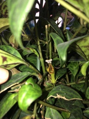 Aeschynanthus longicaulis