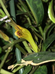 Aeschynanthus longicaulis