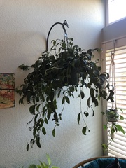 Aeschynanthus longicaulis