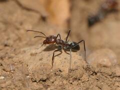 Dorymyrmex tener