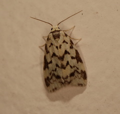 Goniosema anguliscripta