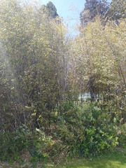 Phyllostachys nigra nigra