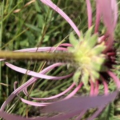 Echinacea pallida