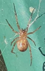 Steatoda nobilis