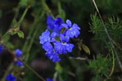 Dampiera stricta
